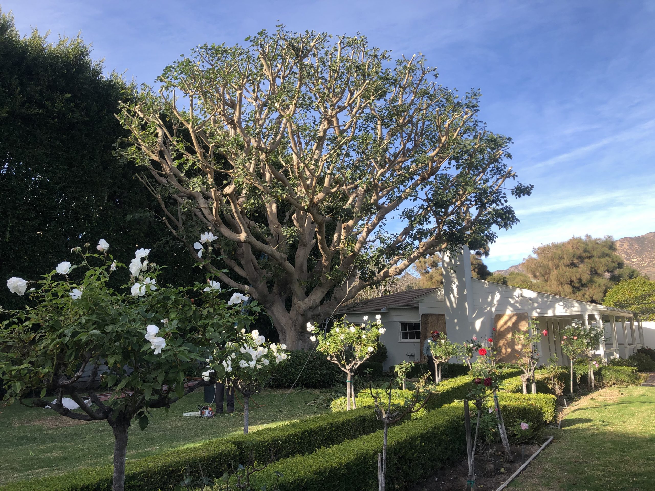 Best Backyard Privacy Trees to Screen Your Yard Year Round