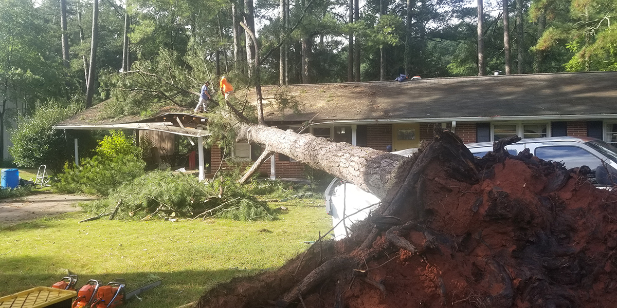 partially uprooted tree