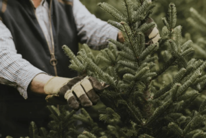 Tree Trimming