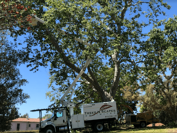 Tree Trimming Types: The Good, the Bad, and the Ugly