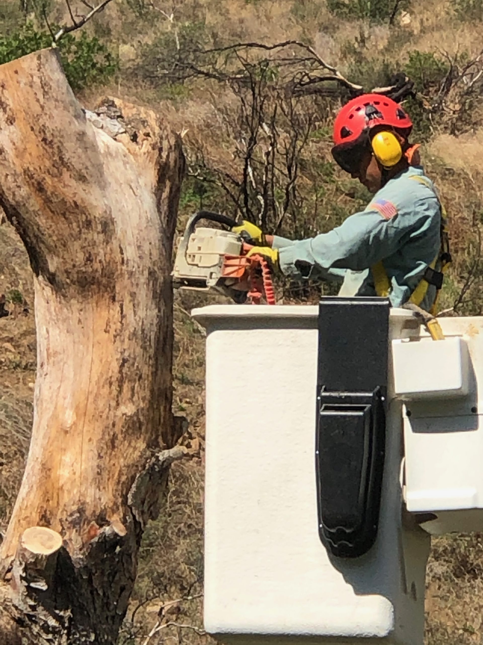 Why to Hire a Tree Removal Company