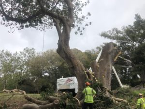 Tree Removal