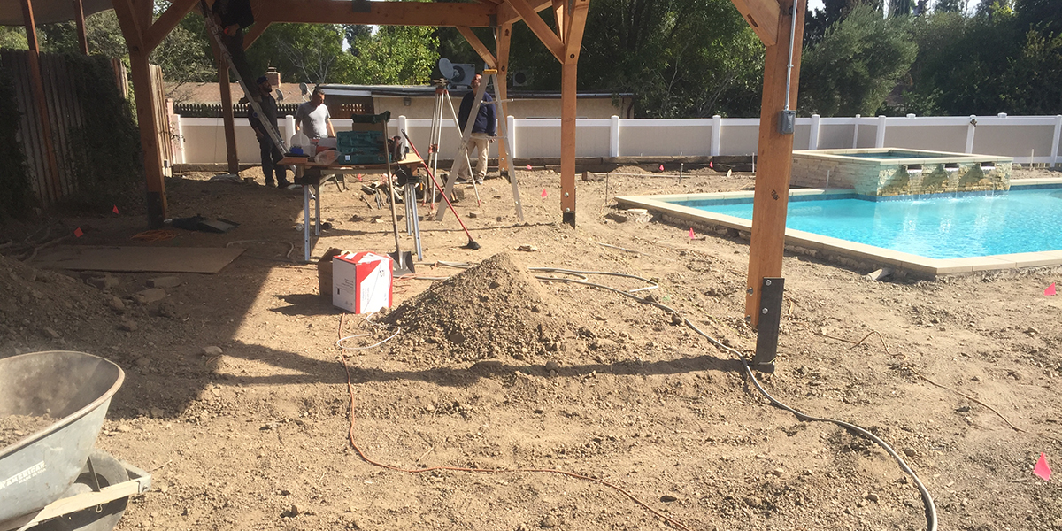 Can Ants Kill Trees? How Do You Get Rid of Ant Infestations?