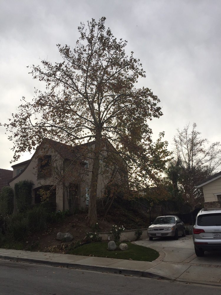 Do Trees Die of Old Age? Can Trees Live Forever?
