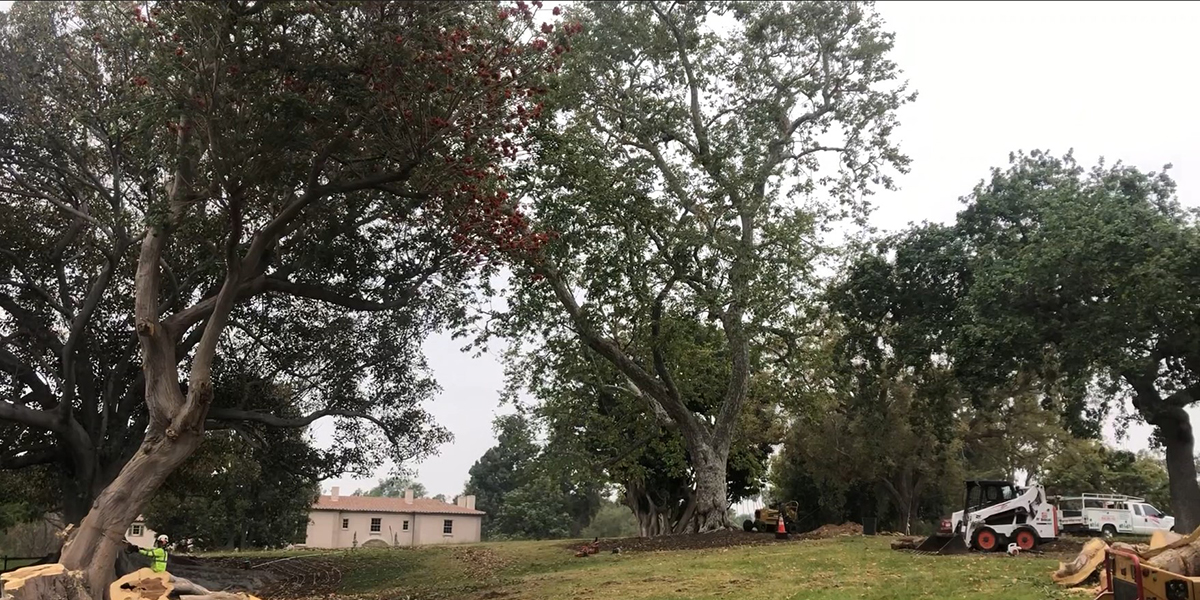 Should You Mulch Around Trees? (+ Proper Mulching Tips)