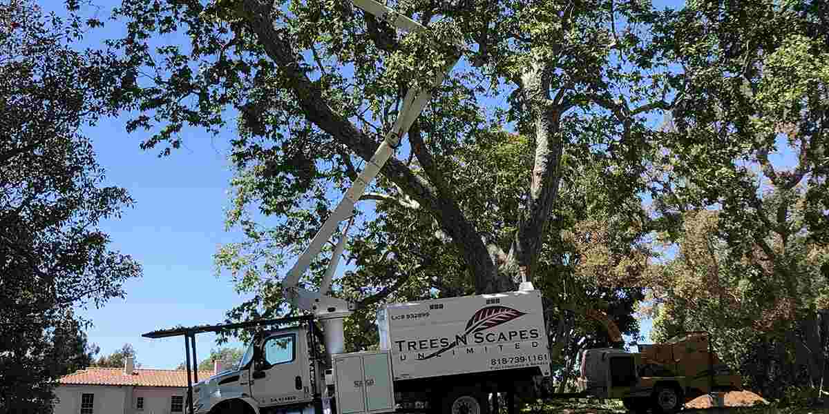 Commercial Tree Service