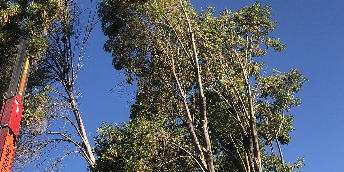 8 Types of Tree Diseases l Common Tree Ailments in Arkansas