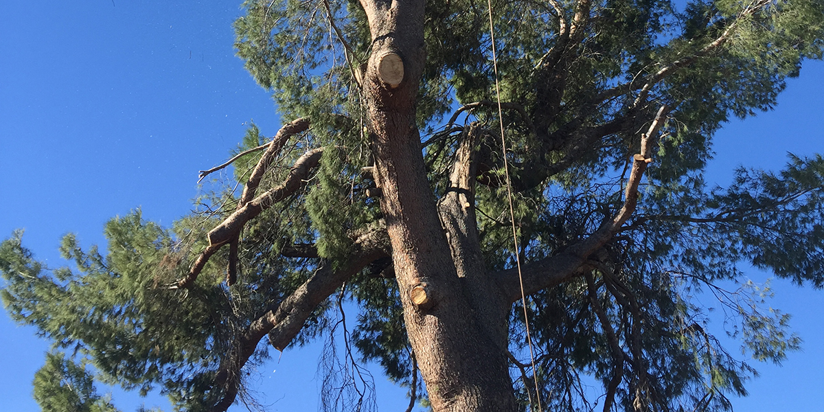 Will Broken Branches Kill a Tree? Dealing With Broken Limbs
